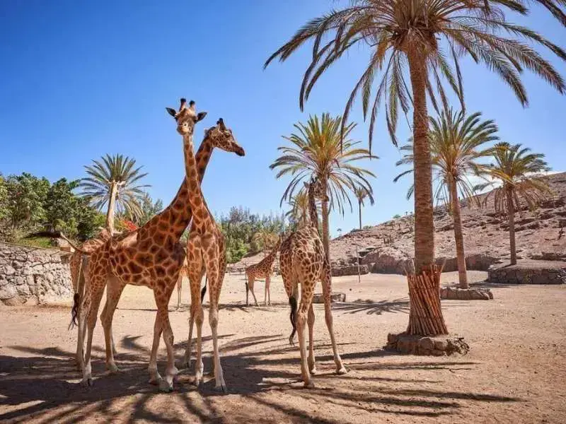 Oasis Wildlife Fuerteventura-1